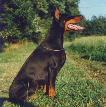 Akita v.d. Treuen Seele | Black Doberman Pinscher