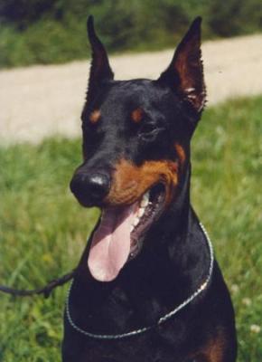 Fenrir v.d. Treuen Seele | Black Doberman Pinscher