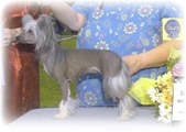 Kalon's Arwen Evenstar | Chinese Crested 