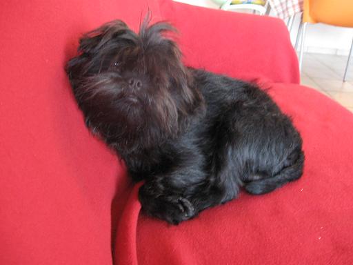 Treulieb¿s Elias | Affenpinscher 