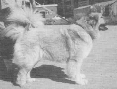 DARA | Caucasian Mountain Dog 
