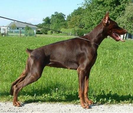 Kenia v.d. Treuen Seele | Brown Doberman Pinscher