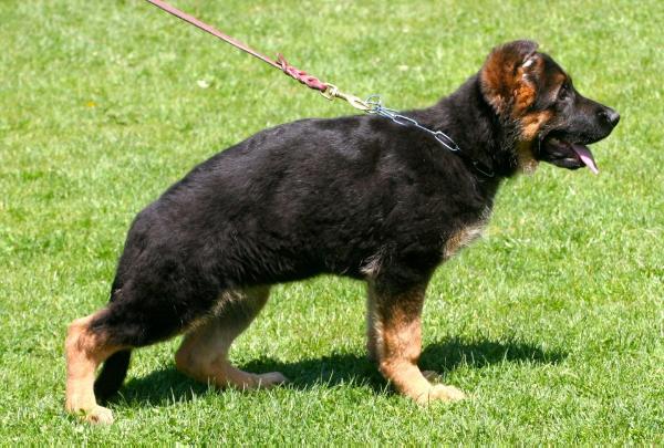 Xabrina de villalazan | German Shepherd Dog 