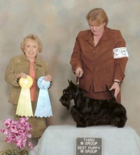 Lucia's Dream Stalwart Spirit | Scottish Terrier 