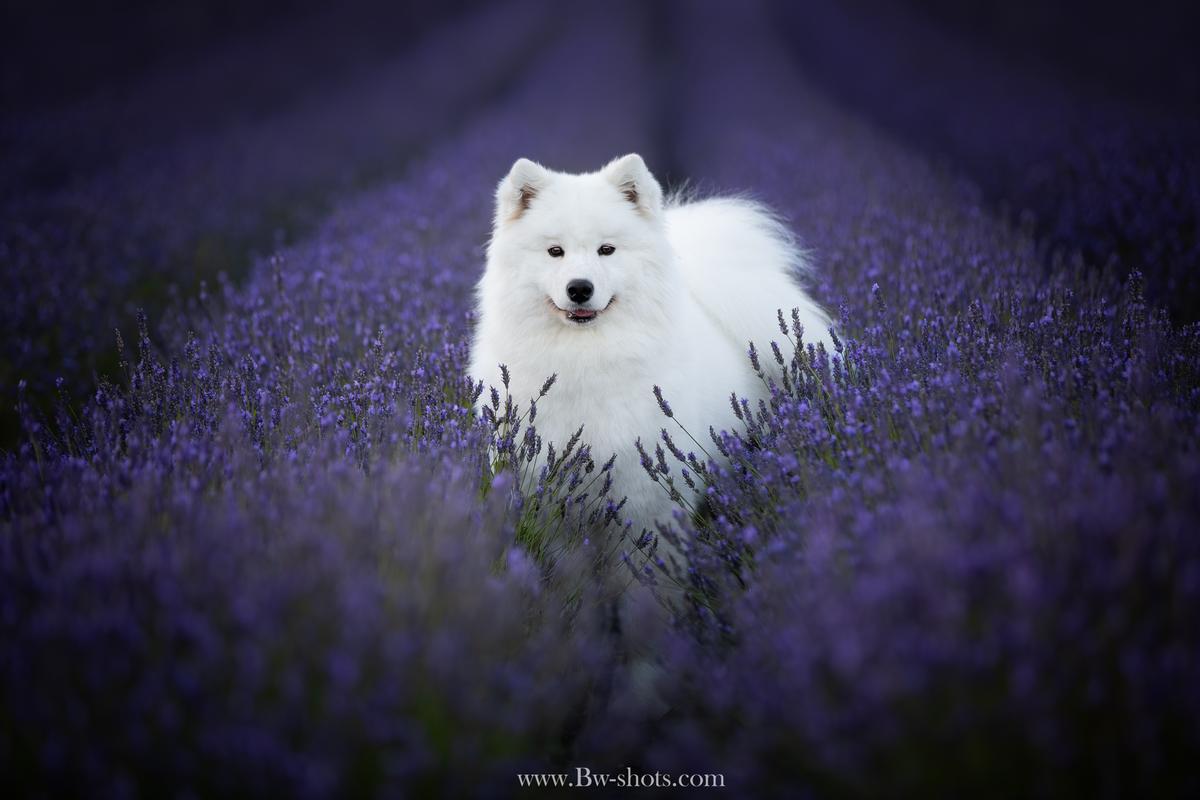 Mishka na Severe Fairy Stardust | Samoyed 