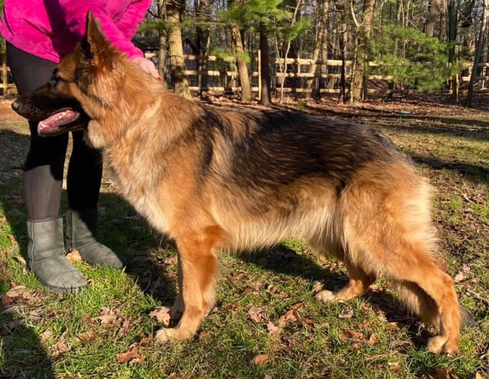 Glenlea's Jae von Moyer Haus | German Shepherd Dog 