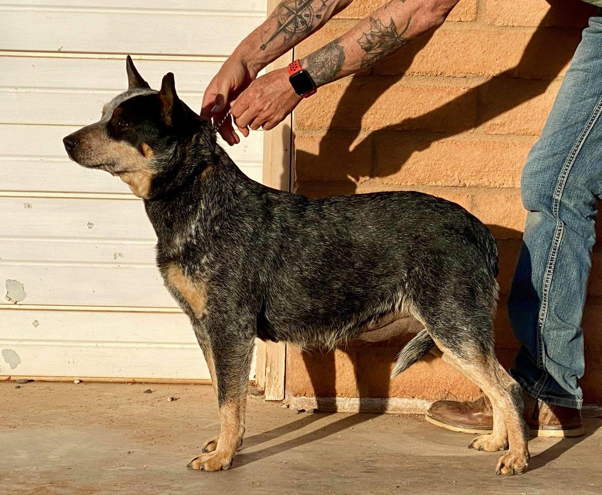 Pepper Stubbs | Australian Cattle Dog 