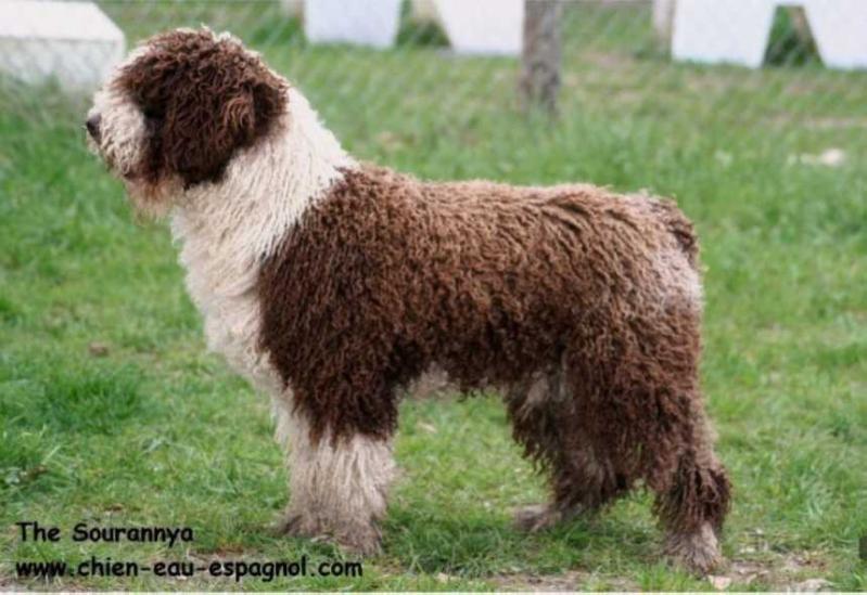 Garrido The Sourannya | Spanish Water Dog 