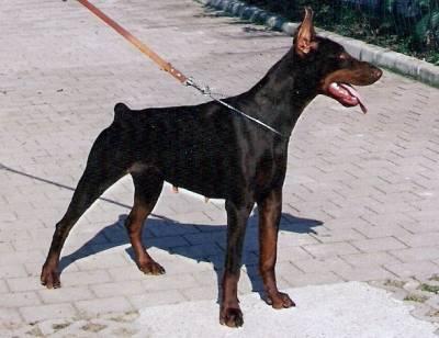 Vivienne di Campovalano | Brown Doberman Pinscher