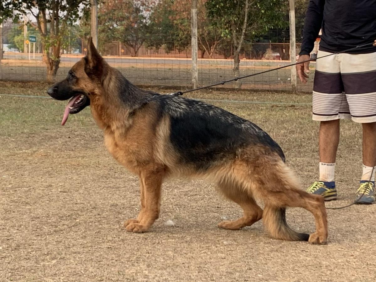Electra do Assyrius | German Shepherd Dog 