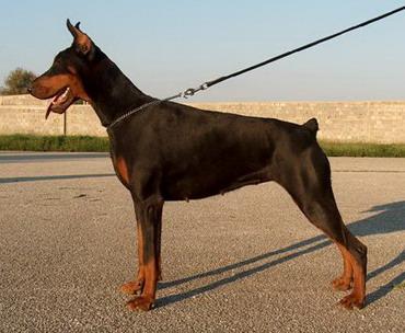 Aquarel Iva v. Wolf stamm | Black Doberman Pinscher