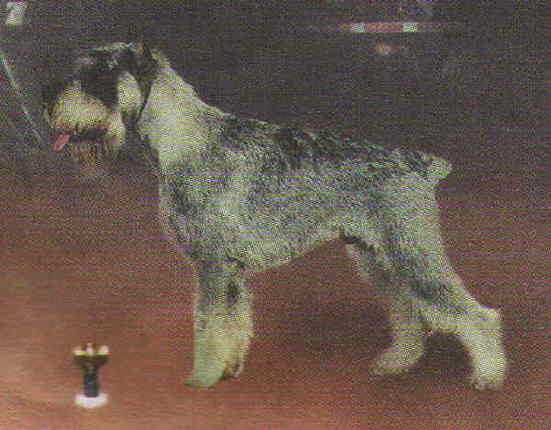 GREY TETIS GVIDON | Standard Schnauzer 