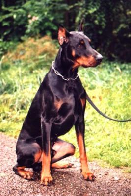 Orsay v. Murmelstein | Black Doberman Pinscher