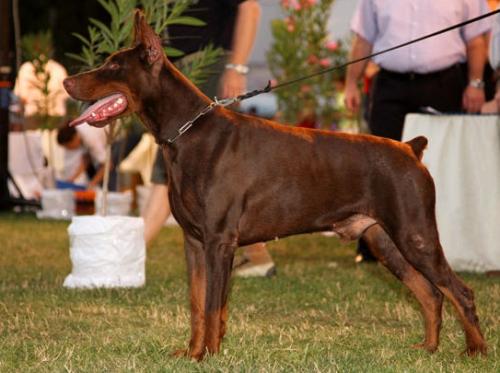 Tara Best of Island | Brown Doberman Pinscher