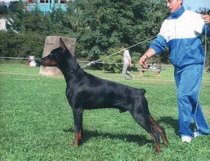 Cobracobas v. Neblig Feld | Black Doberman Pinscher