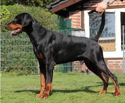 Gino v. Avenida | Black Doberman Pinscher