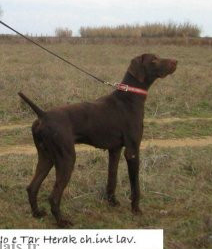 Tar Herak | German Shorthaired Pointer 