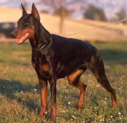Quaele di Coldicania | Black Doberman Pinscher