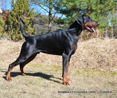 Bombastichansa Urri Uzurbek | Black Doberman Pinscher