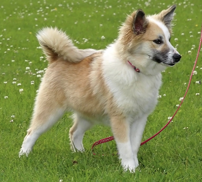 Hawk's Pandra Lazy River of Jurassic Valley | Icelandic Sheepdog 