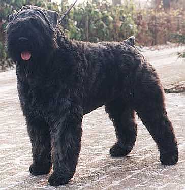 Ugly Ophra v.h. Molengat | Bouvier des Flandres 