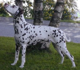 Toot's Quantalamera | Dalmatian 