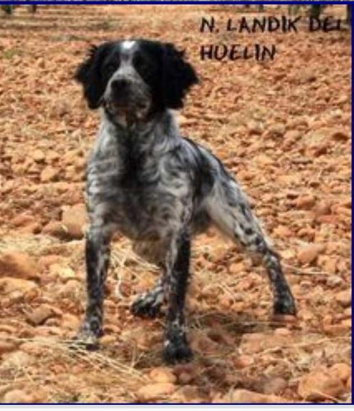 N'LANDIK del Huelin | Brittany 