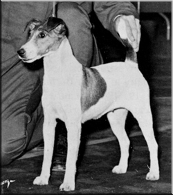 Mullantean Miss Marian | Smooth Fox Terrier 