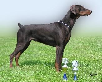 Angelina Maria Pleasure of Friendship | Brown Doberman Pinscher