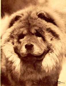 CHANG-SHI NIT-CHAN | Chow Chow 