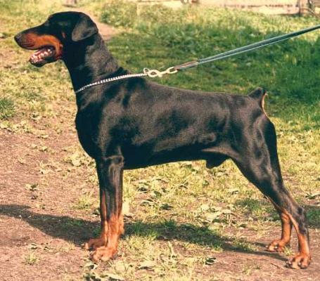 Drusus v. Adlercrest | Black Doberman Pinscher