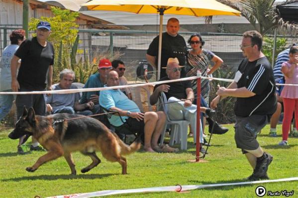 Wall-e vom Christinen Brunnen | German Shepherd Dog 