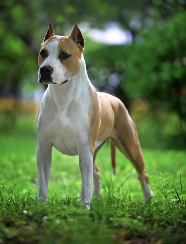 DaQiDiGuo Fario | American Staffordshire Terrier 