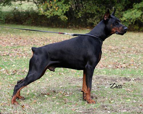 Steel Dragon Reno | Black Doberman Pinscher