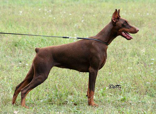 Steel Dragon Stella | Brown Doberman Pinscher