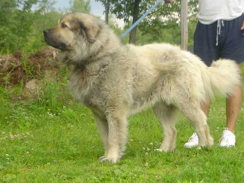 Solo | Yugoslavian Shepherd Dog-Sarplaninac 