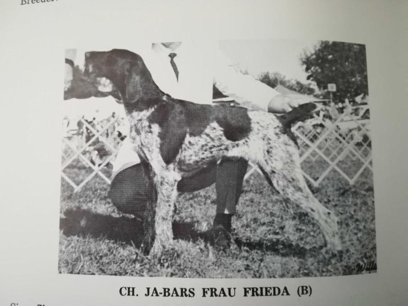 JA-BARS FRAU FRIEDA | German Wirehaired Pointer 