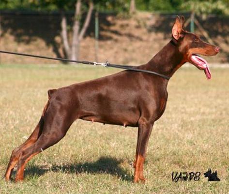 Steel Dragon Sandy | Brown Doberman Pinscher