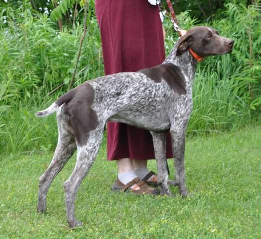 Orlando's Oscar Von Greif | German Shorthaired Pointer 