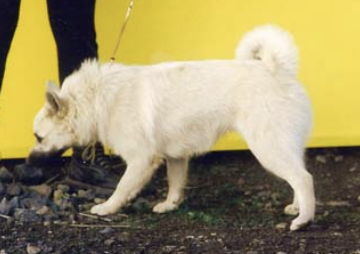 Tryggur frá Ólafsvöllum - IS02451/92 | Icelandic Sheepdog 