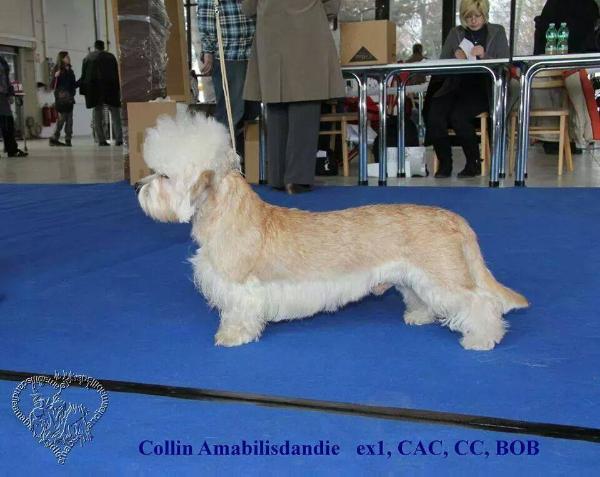 Collin Amabilisdandie | Dandie Dinmont Terrier 