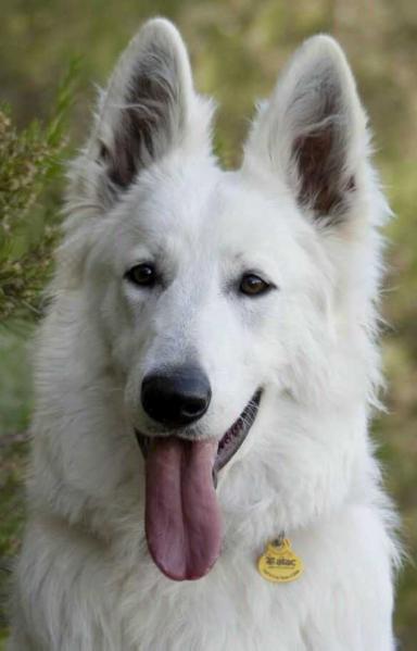 Tina Turner de Blancos de Isbilia | White Swiss Shepherd Dog 