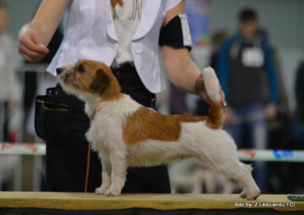 Z Ledulandu Bamby | Jack Russell Terrier 