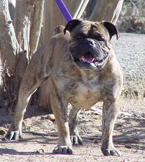 RockRoll's Diezel Boy | Olde English Bulldogge 