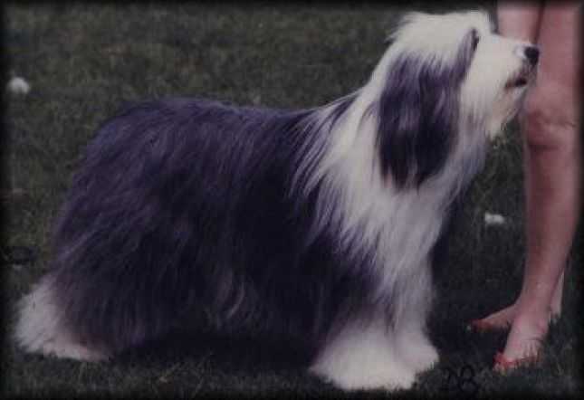 Potterdale Prelude | Bearded Collie 