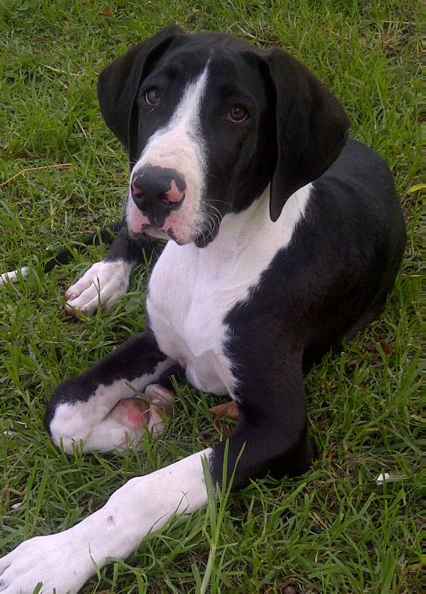 Dio John Greek - Argentina | Great Dane 