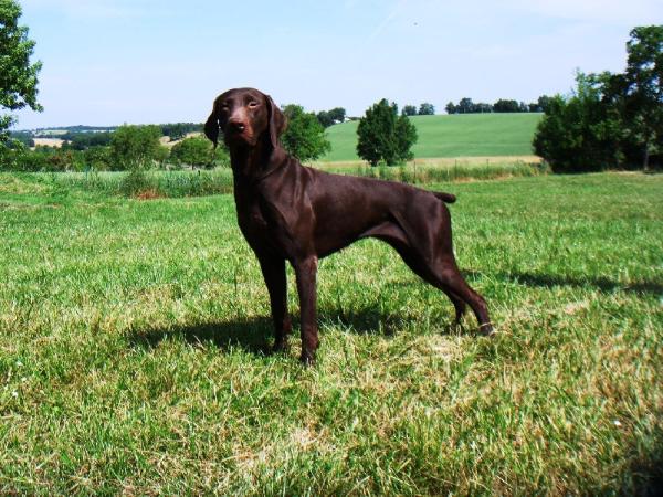 Carlita du Clos des Morandes | German Shorthaired Pointer 