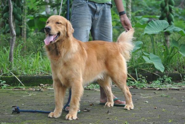 Golden Fraternity Bunny | Golden Retriever 