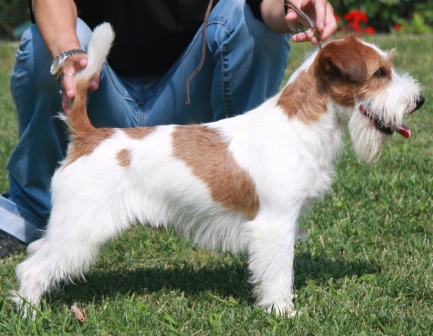 Granlasco a kind of magic | Jack Russell Terrier 