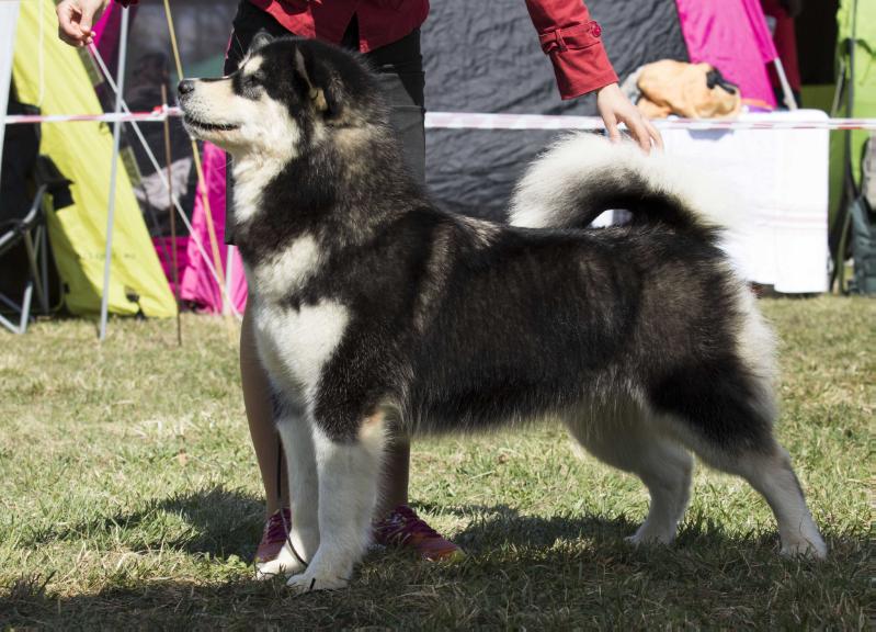 Genie Hajndlberg`s Alaskan Malamutes | Alaskan Malamute 